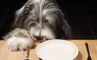 Do Nutritional Needs Change as Your Pet Ages?