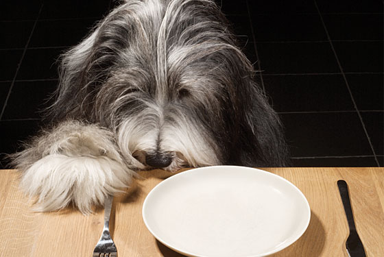 Do Nutritional Needs Change as Your Pet Ages?