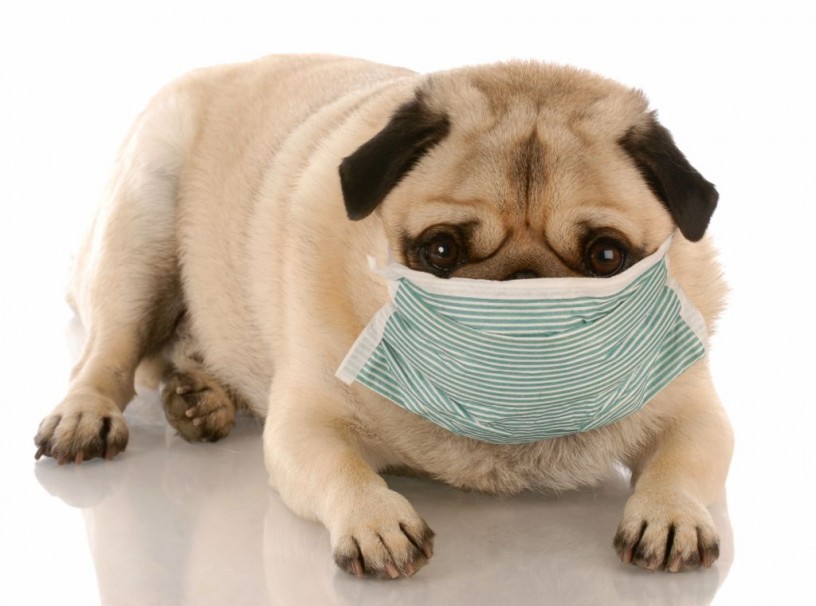 Canine Influenza News May 2015