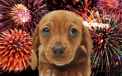 July 4th Celebrations Can Be Frightening For Your Pet