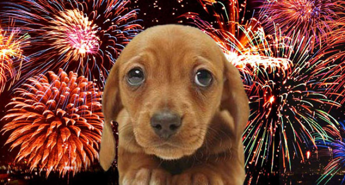 July 4th Celebrations Can Be Frightening For Your Pet